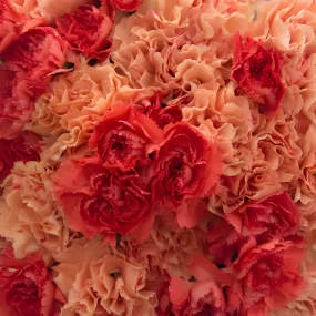 Orange Craze Carnation Flower Mix